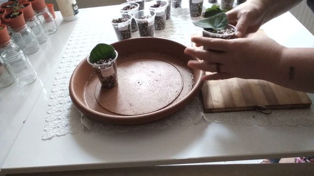 TEK BİR MENEKŞE YAPRAĞINDAN SAKSILAR DOLUSU MENEKŞE NASIL ÇOĞALTILIR /MENEKŞE YAPRAĞI KESEREK ÜRETM смотреть онлайн