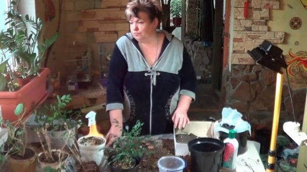 Муррейя ( Муррайя, murraya). ПЛОДОВЫЕ ЭКЗОТИЧЕСКИЕ КОМНАТНЫЕ РАСТЕНИЯ