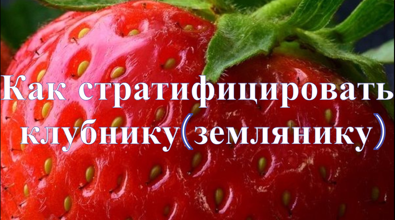 Как сажать семен клубники(земляники). Как стратифицировать клубнику(землянику) смотреть онлайн