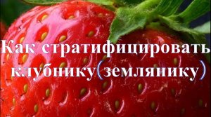 Как сажать семен клубники(земляники). Как стратифицировать клубнику(землянику)