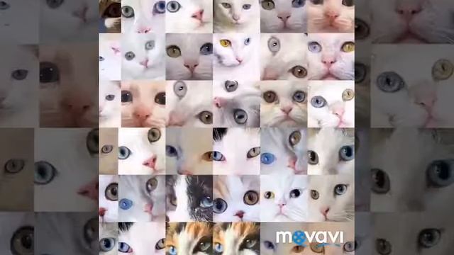 Odd eyed cats . Cats with heterochromia. смотреть онлайн