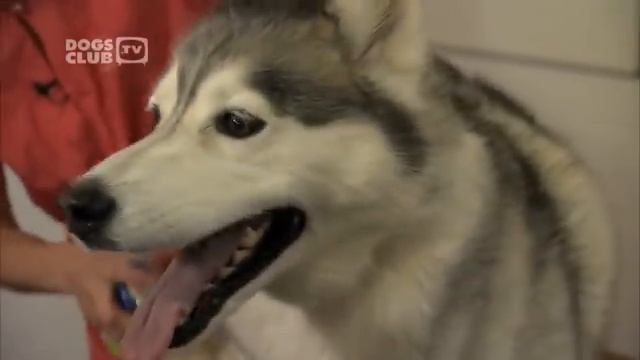 How to groom a double coated dog - Dog Grooming demonstration смотреть онлайн