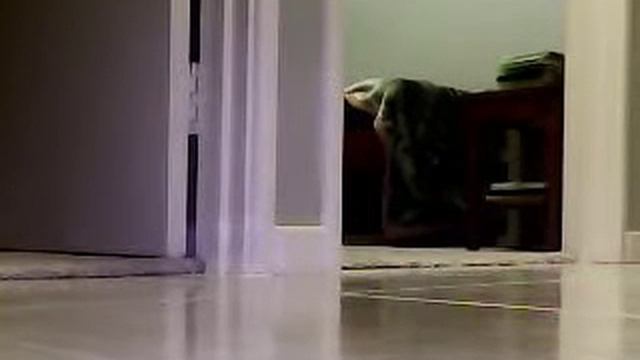 spy tank vs cat!! смотреть онлайн