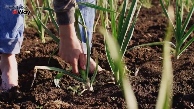 Я Офигел! Листья на чесноке быстро станут зелёными - реально работающая подкормка! смотреть онлайн