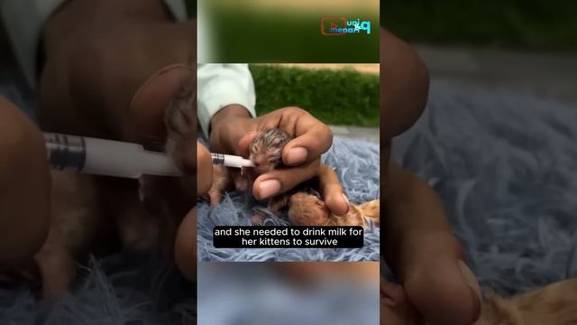 saving a mother cat and her dying babies #cat #animals #facts смотреть онлайн
