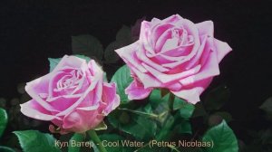 Как распускается роза Кул Ватер - Cool Water  (Petrus Nicolaas)