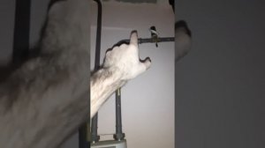 Как отключить электрический клапан, которые перекрывает газ в доме? Показал электрик со стажем