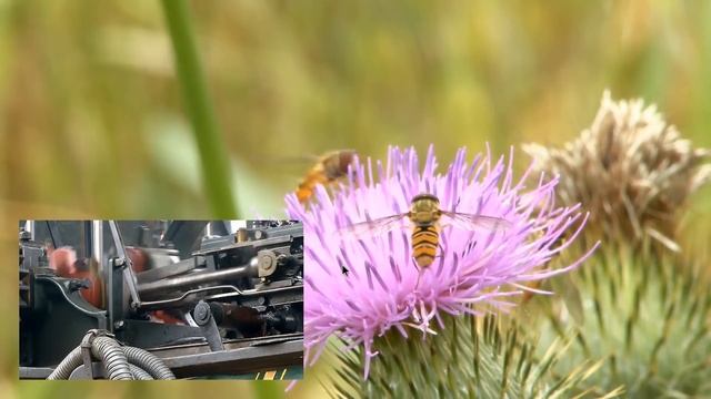 Orange Pi 3 смотреть онлайн