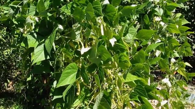 Некоторые сорта овощной фасоли. смотреть онлайн