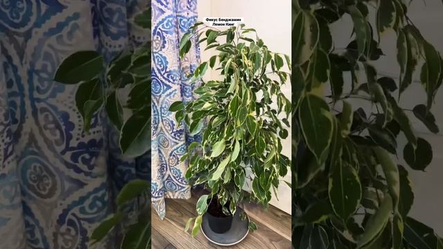 ?Фикус Бенджамина Лемон Кинг смотреть онлайн