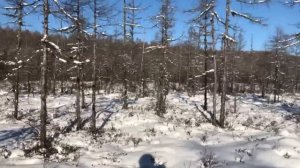 Охота на изюбря. Охота на изюбря с лайкой. Охота на изюбря с подхода