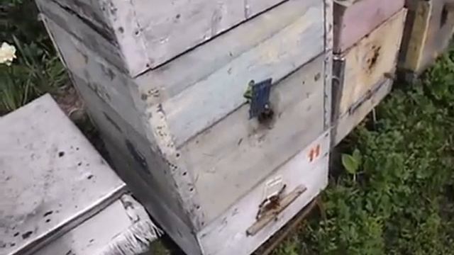 матка работает в двух корпусах , какие плюсы и минусы от такой методики - часть 1 смотреть онлайн