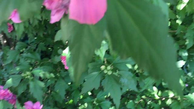 Double Rose of Sharon: The Double Pink Althea Rose of Sharon. смотреть онлайн