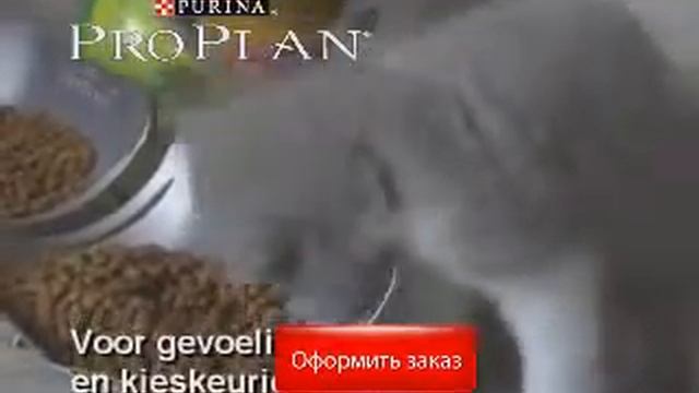 Pro Plan вкусный и полноценный корм для котят Pro Plan смотреть онлайн