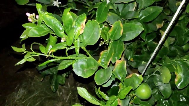 лимон хосилини ошириш 4 усули  видио давомида 🤔🤔🤔🤔🤔🤔🧐🧐😲🤗🤗🥰👍💥