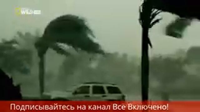 Змеи. Знаменитые гиганты.Самая толстая змея смотреть онлайн