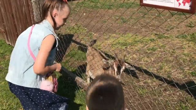 Лесной зоопарк смотреть онлайн