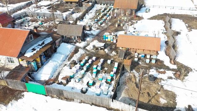 Выставка пчел, 100% зимовка, среднерусские пчелы, Пасека Старчевских смотреть онлайн