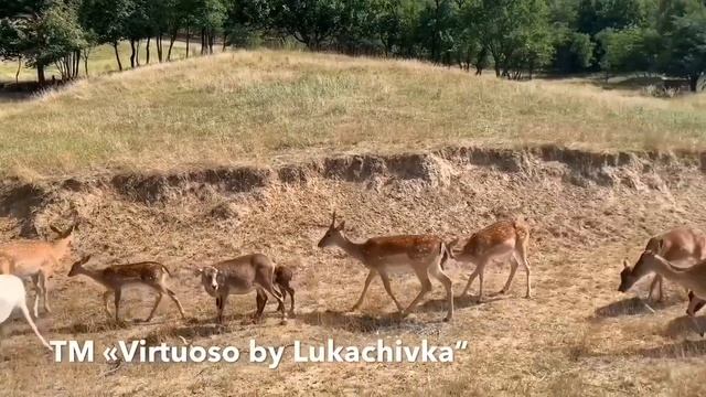 Лукачівка Еко Virtuoso by Lukachivka смотреть онлайн