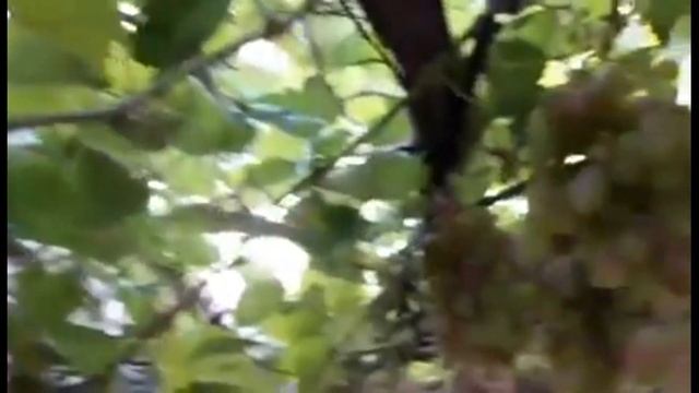Как вывести рукава винограда на беседку (арку) 06.08.2018 смотреть онлайн