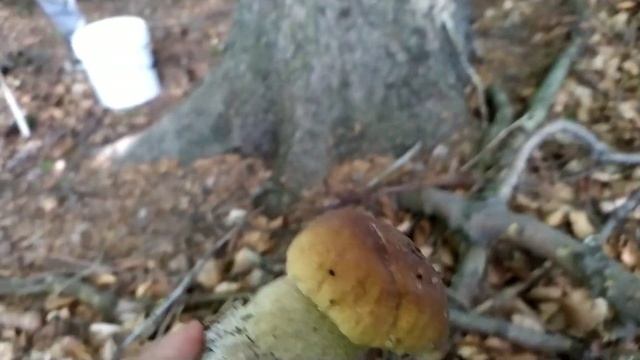 Funghi Porcini Girl Novembre Montagna 2023 Romania - Белые грибы - Hribi - Borowiki - Grzyby - смотреть онлайн