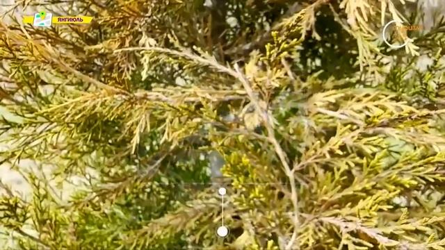 «Ландшафт.уз» | Формирование обрезкой кроны ели [25.02.2023] смотреть онлайн