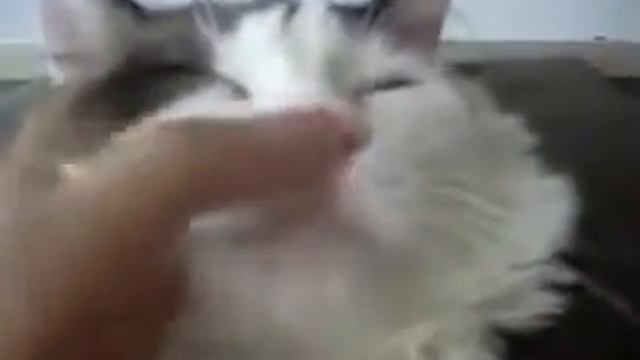 Как заставить кота Чихнуть смотреть онлайн