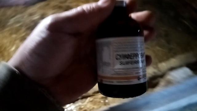 Поросятам 14 дней,порода Пьетрен+Дюрок+Пьетрен. смотреть онлайн