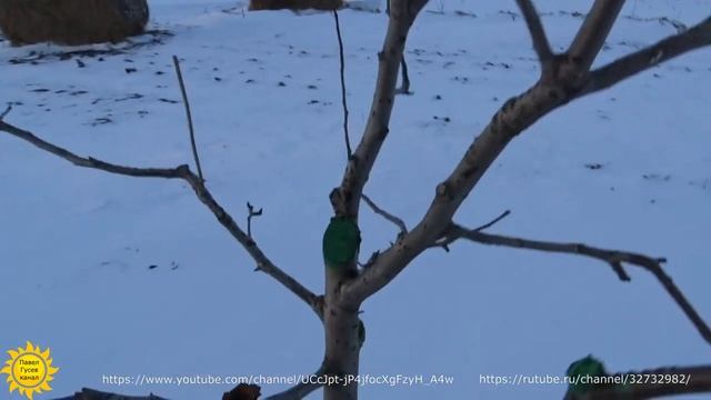 Как защитить деревья от зайцев. Выслеживаю ушастого вредителя. смотреть онлайн