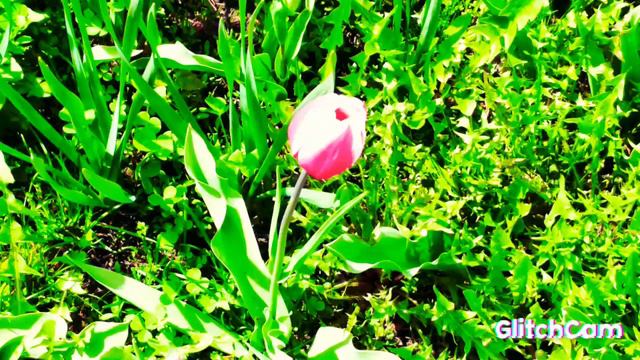 tulips CITY sketches Городские зарисовки ЦВЕТУЩИЕ тюльпаны смотреть онлайн