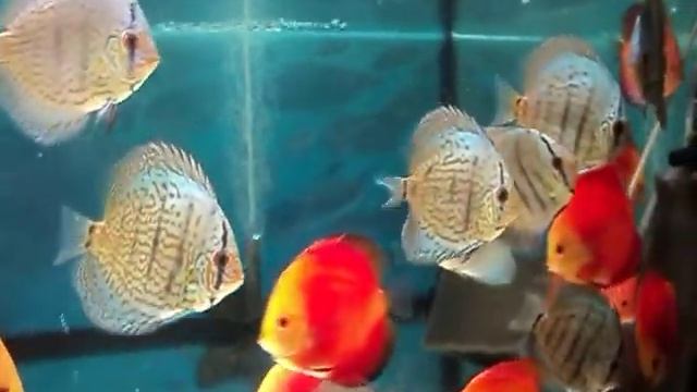 Дискусы кобальты, мальборо, пиджены Mydiscus.ru смотреть онлайн