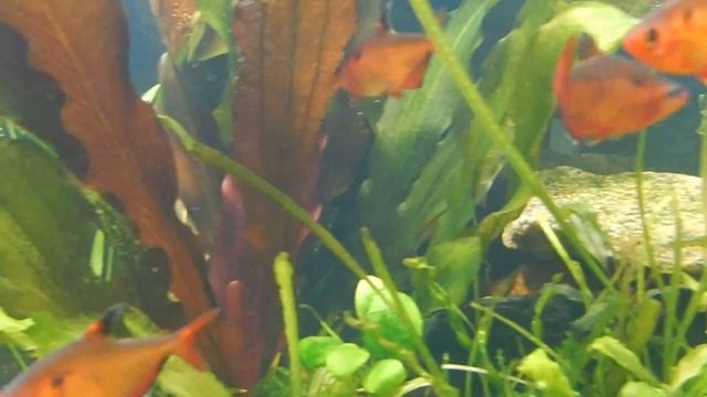 Aqua News №25. Работа "жидкого" углерода. смотреть онлайн