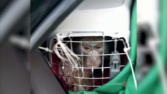Дагестанец незаконно вез через Волгоградскую область льва и обезьяну смотреть онлайн