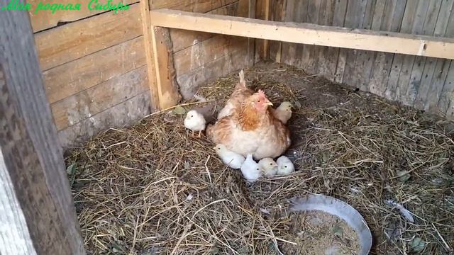 Наша дорога. И у нас снова маленькие цыплятки появились! смотреть онлайн