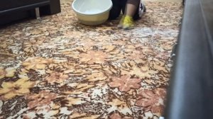 Чистим ковер ванишем. Как разводить, чем наносить. Какой результат?!