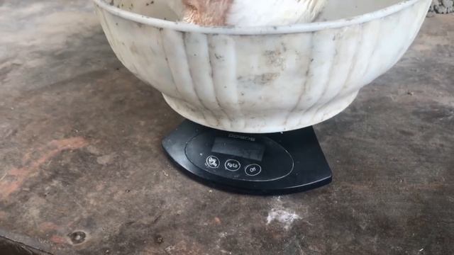 Кобб500 против Арбор Айкрес. Выбираем лучшего бройлера. Часть2 .20 дней смотреть онлайн