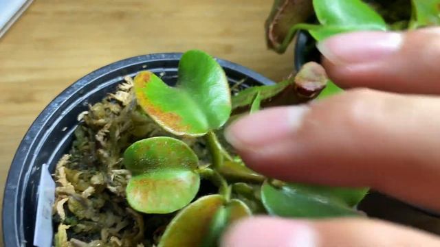 Nepenthes Robcantleyi vs Nepenthes Truncata смотреть онлайн