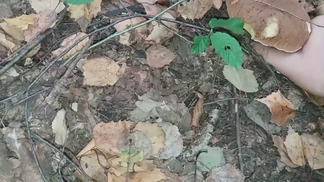 #Осенний поход по грибы//Сбор грибов в 2023 году//Пора собирать грибы//Скоро сезон закончится// смотреть онлайн