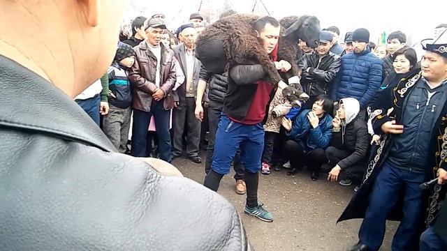 Кентау калалык Наурыз кой котеру 2017 Туркестандык Богенбай палуан алды смотреть онлайн