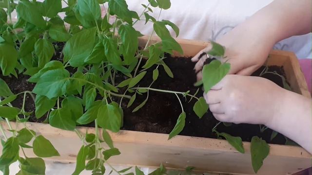 Помидорная рассада смотреть онлайн