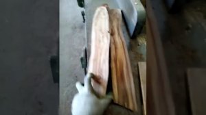 Древесина рябины