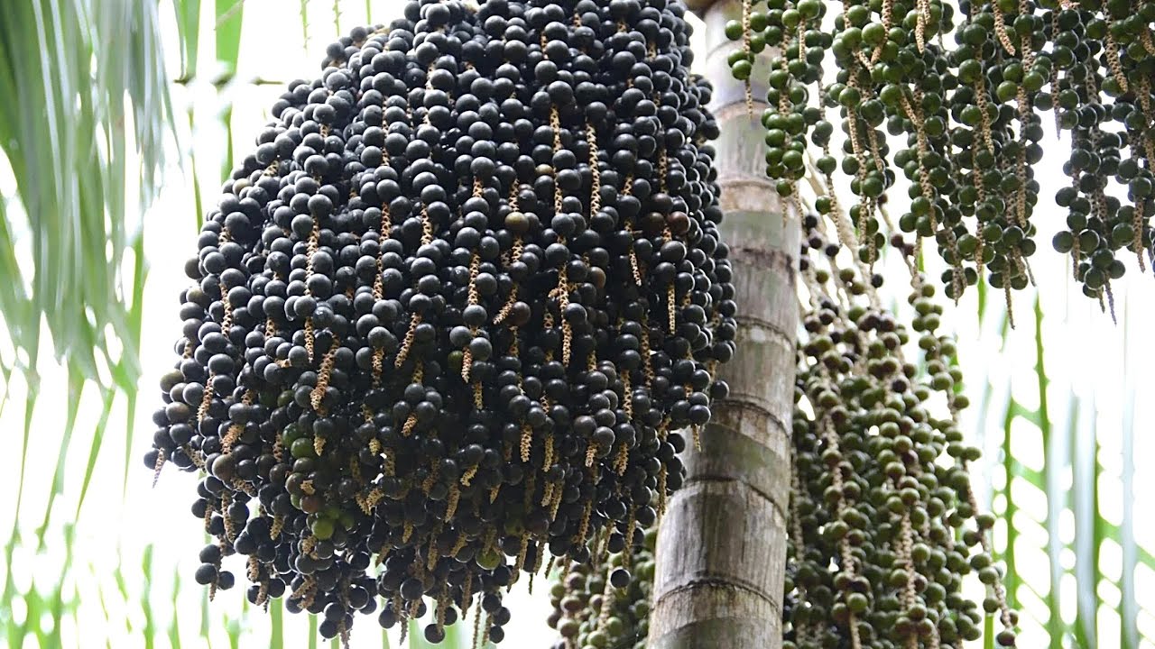 Ягоды асаи /Как это растет смотреть онлайн