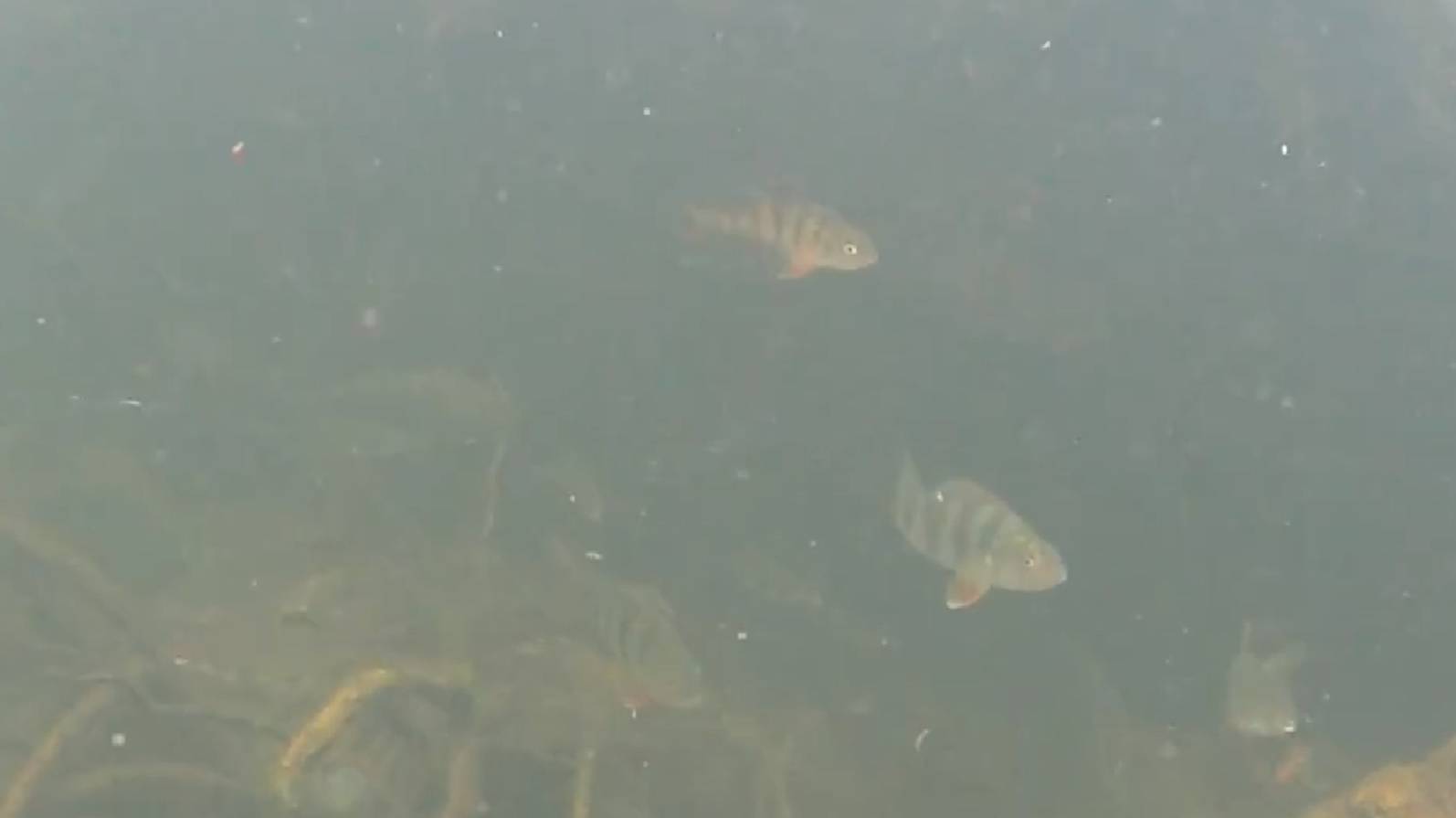 Подводная охота - окуневое место и выход карпа смотреть онлайн