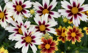 Кореопсис (Coreopsis) РЕЛАКС АРТ-ТЕРАПИЯ ИМПРОВИЗАЦИЯ композитор Виктор Анохин #музыка #piano #цветы