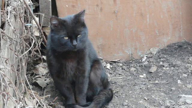 Кот (Маврик).wmv смотреть онлайн