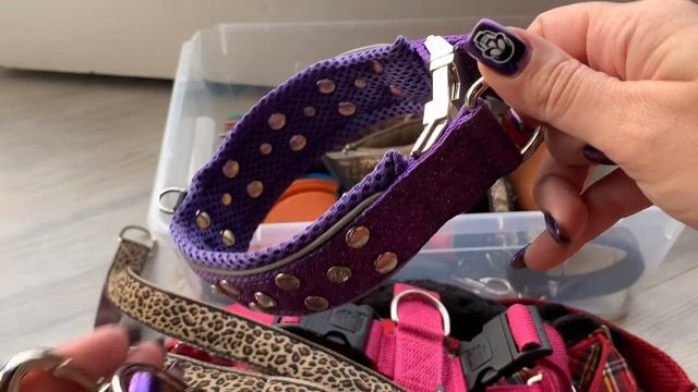 Амуниция моих собак