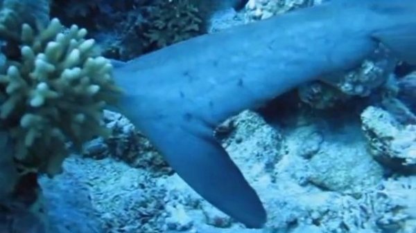 Sharks/Рифовые акулы в Хургаде/Whitetip reef sharks. MayDivingSafari.com