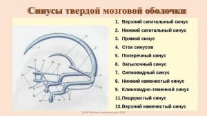 Оболочки головного мозга человека