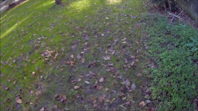 Black Beauty ULTRA grass seed смотреть онлайн