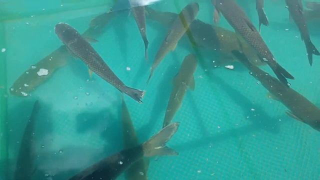 Очередной пруд без ряски - Амур всё сожрёт. Зарыбление мальком травоядной рыбы смотреть онлайн